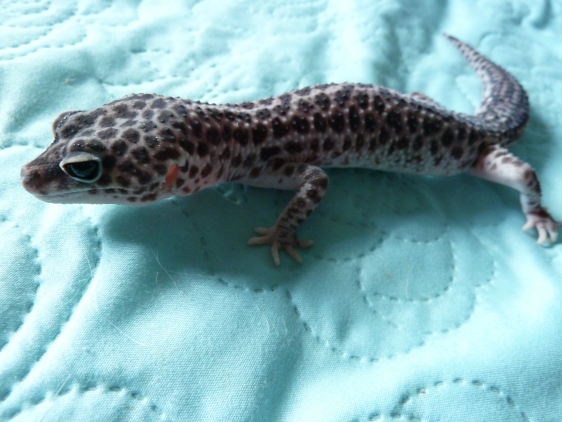 male - Super macksnow - nee le 14.04.11